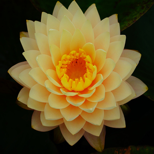 Pacchetto Super Conveniente: Tuberi di Nymphaea Blushing Bribe e Cesto Acquatico Pro per Ninfee d'Acqua - Product Image 5