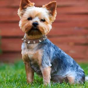 Collar de Cuero Personalizado para Perros de 4 Tamaños, Cierre de Botón Sólido, Remaches Profesionales, para Perros Pequeños, Medianos y Grandes, a la Moda, para Todas las Estaciones - Product Image 3