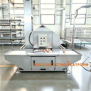 Cajas <span class=keywords><strong>de</strong></span> Nidificación Automáticas para Gallinas con Recolección Automática <span class=keywords><strong>de</strong></span> Huevos y Suelo Elevado para Gallinas Ponedoras, Equipo para Granjas Avícolas - Product Image 6