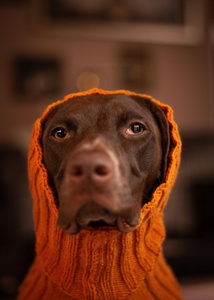 Qiqu-suéter personalizado para mascotas, Jersey de invierno con cuello alto, para perro - Product Image 2