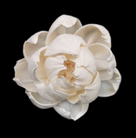 Diffuseur de parfum en bois de Sola aux styles variés, fleurs séchées naturelles faites à la main, accessoires pour diffuseur à bâtonnets, décoration d'intérieur personnalisable