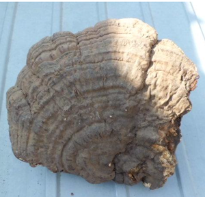 Healthy <strong>Ganoderma</strong> Applanatum Tea High Quality <strong>Lingzhi</strong> - Product Image 2