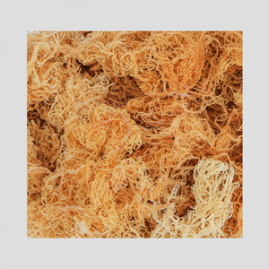 โปรโมชั่นส่งออกร้อน มอสทะเลมีประโยชน์ต่อสุขภาพมากมายด้วยราคาที่แข่งขันได้จากเวียดนาม - Product Image 1