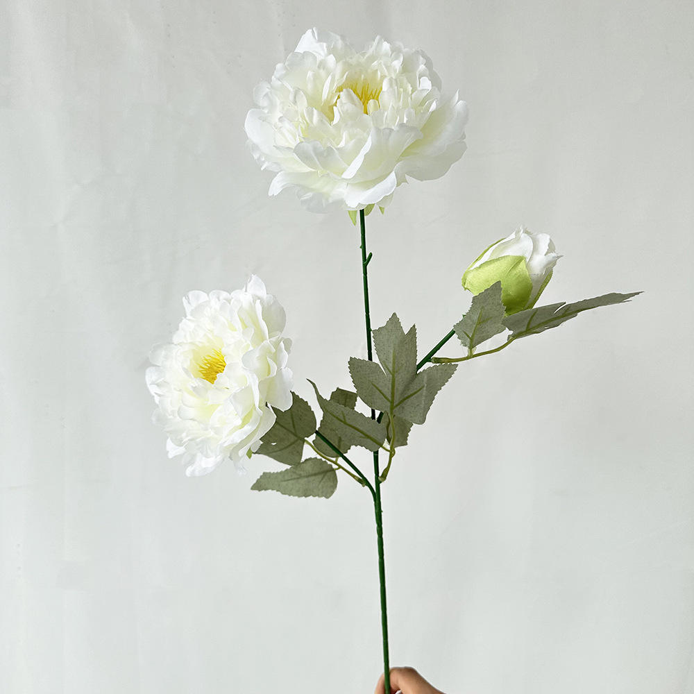 3 ดอกโบตั๋นฤดูใบไม้ผลิและฤดูใบไม้ร่วง หมายเลข 5 สีขาว