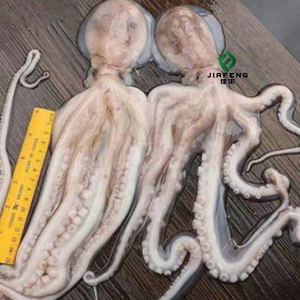<span class=keywords><strong>Pulpo</strong></span> Congelado <span class=keywords><strong>Fresco</strong></span> de Alta Calidad - Product Image 1