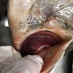 10% 20% <span class=keywords><strong>ปลา</strong></span>นิลแช่แข็งสำหรับใช้ในโรงงานผลิต<span class=keywords><strong>อาหาร</strong></span> - Product Image 2