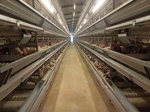 Новое крупное оборудование для производства яиц и цыплят, клетка для бройлеров, зашифрованная утолщенная, полностью автоматическая, высокопроизводительная стальная куриная ферма - Product Image 5