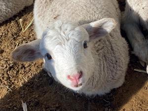 Suplemento eficaz de alimentación para ganado para ovejas y cabras Aumento de peso Grado de alimentación <span class=keywords><strong>Amino</strong></span>ácidos y vitaminas para engorde de ganado - Product Image 4