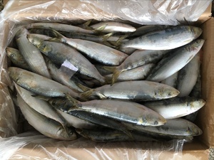 Sardinas Congeladas al por Mayor de China, Omega IQF, Bajo <span class=keywords><strong>Precio</strong></span> por Tonelada, Lotes para Compradores, Buena Calidad - Product Image 5