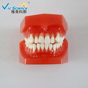 Tanden Orthodontische <span class=keywords><strong>Training</strong></span> <span class=keywords><strong>Typodont</strong></span> Model Orthodontisch Model Van Tanden Medische Wetenschap Tandheelkundige Anatomiemodel - Product Image 6