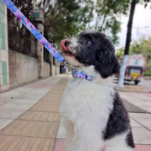 כלב צווארון בוהמיאן הדפסה פוליאסטר חיית מחמד מתכווננת צווארון הדפסה דיגיטלית מותאם אישית עבור כלבים - Product Image 6