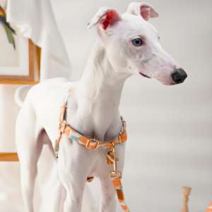 Arnés de Algodón para Perro, Talla M, Duradero, Transpirable, Elegante, con Sistema Antitirones, Personalizado, Diseño de Accesorio para Mascotas - Product Image 3