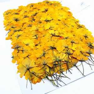 Cosmos Seco Prensado Lateralmente con Tallos, Flores Naturales de Cosmos para Fabricación de Velas, Inclusiones en Jabón, Resina Epoxi y Decoración Artesanal - Product Image 1