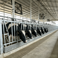 Establos para Vacas para Granjas Tropicales del Sudeste Asiático, Resistentes a la Corrosión para Entornos de Alta Temperatura y Humedad