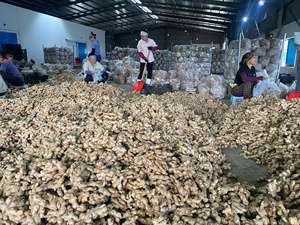 Jengibre congelado de Vietnam con garantía de calidad y embalaje personalizado para compradores internacionales - Product Image 4