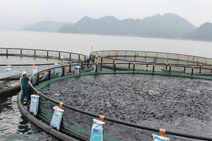 ถังเลี้ยงปลา HDPE ทรงกลมสำหรับการเพาะเลี้ยงสัตว์น้ำ วัสดุ PE ออกแบบตามสั่งสำหรับฟาร์มอาหารทะเล เวียดนาม-MVINEX - Product Image 4