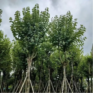 Bauhinia <span class=keywords><strong>Variegata</strong></span> L, grandes plantes vertes, arbres décoratifs pour jardin extérieur, ferme, semis en pot - Product Image 4