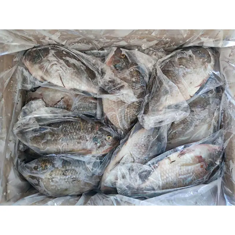 Chinese Bevroren Tilapia-300-500G 200-300G 100-200G 600-800G 200-1000G 15%-20% Beglazing Geheel Bevroren Tilapia Gestript En Geschubd