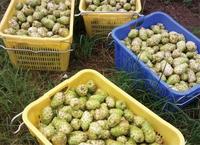 Jus concentré de Noni de Hainan WGlife, Brix personnalisé jusqu'à 36, OEM ODM, directement de l'usine