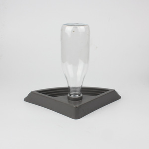 สัตว์เลื้อยคลาน เต่า กระจอก กิ้งก่า สิงโต อีกูยาน่าสีเขียว - Product Image 2