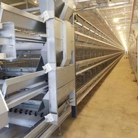 Système complet clé en main pour élevage avicole : Cage automatique pour poules pondeuses avec ligne d'alimentation par plateau pour poulailler préfabriqué à grande échelle
