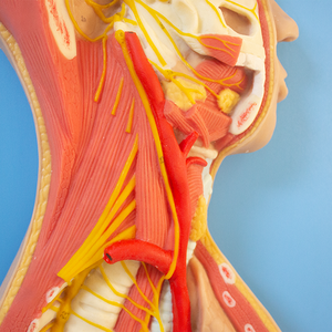 Mô hình hệ thống thần kinh tự trị của con người cứu trợ thần kinh giao cảm cho màn hình giảng dạy khoa học y tế - Product Image 2