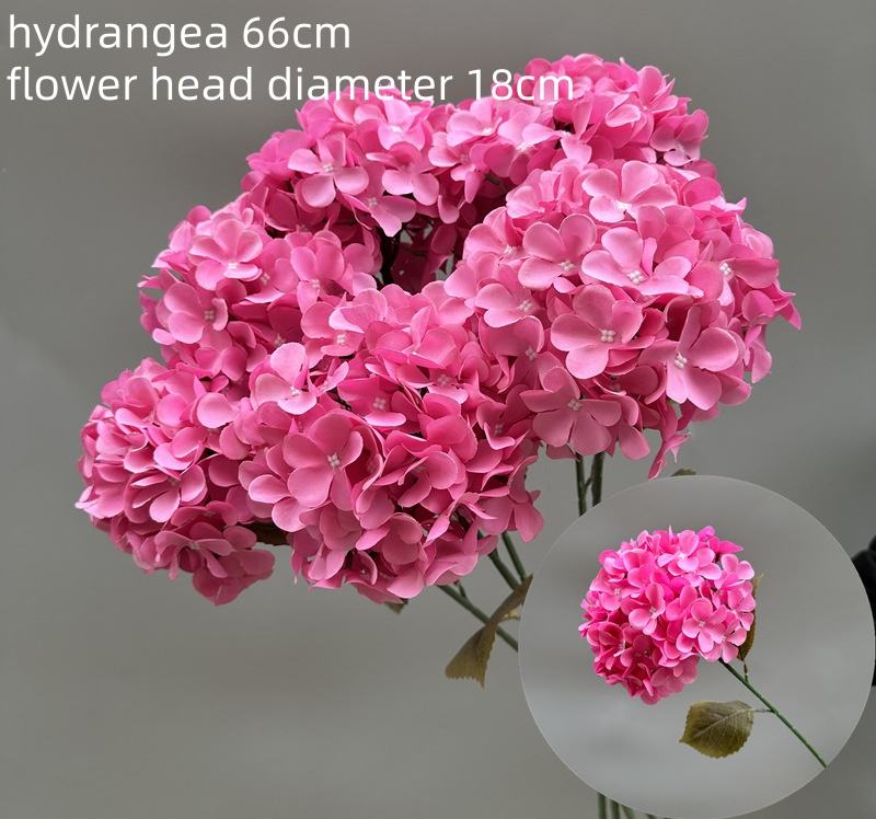 Hortensia