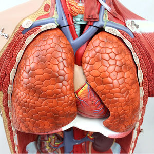 85cm Usine Science Médicale Antomy <span class=keywords><strong>Corps</strong></span> <span class=keywords><strong>Humain</strong></span> Torse Modèle Femelle Mâle Enseignement Ressource Anatomique Torse Anatomie <span class=keywords><strong>Musculaire</strong></span> Modèle - Product Image 3