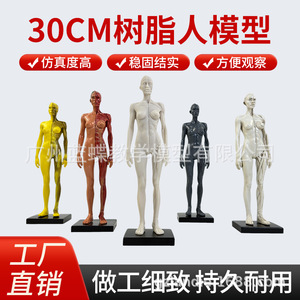 Figura Humana Artística de Resina de 30 cm: Estructura Anatómica Muscular y Esquelética, Modelo Artístico, Pintura CG y Enseñanza de Escultura - Product Image 4