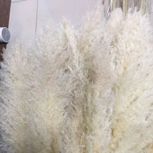 Venta al por mayor de <span class=keywords><strong>la</strong></span> fábrica fiesta decoración de <span class=keywords><strong>la</strong></span> boda flores secas pluma Natural blanco rosa Pampas Grass de <span class=keywords><strong>la</strong></span> flor - Product Image 6