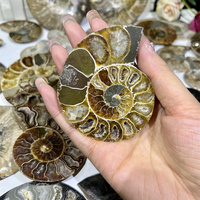 Venta al por Mayor de Amonitas Naturales en Bruto, Accesorios de Amonitas, Especímenes Fósiles, Rebanadas de Amonita para Decoración
