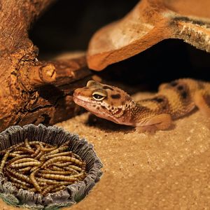 Sanke bò sát râu rồng Phụ Kiện Xe tăng hygger Zoo cho bò sát đá trung chuyển nước món ăn thực phẩm bát - Product Image 3