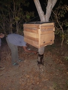 Colis de ruches biomimétiques à double étage : espace interne optimisé, simulant l'environnement de vie des abeilles sauvages - Product Image 6