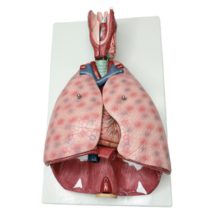 Modèle de <span class=keywords><strong>poumon</strong></span> grandeur nature 3/4, modèle d'<span class=keywords><strong>anatomie</strong></span> du larynx, du cœur et du <span class=keywords><strong>poumon</strong></span>, avec 7 parties amovibles pour l'enseignement, modèle de torse humain - Product Image 1