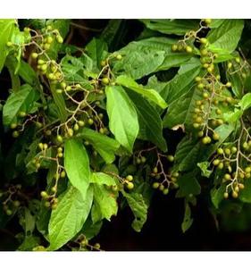 Vente en gros, vente en gros, Microcos séchées, feuilles de <span class=keywords><strong>paniculata</strong></span>, Microctis naturels, Folium pour herbe - Product Image 2