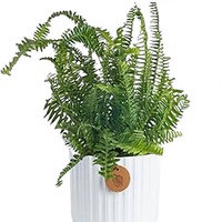 Plante vivante Costa Farms Kimberly Queen Fern en pot décoratif, purificateur d'air d'intérieur, décoration de bureau et de maison, cadeau de déménagement ou d'anniversaire
