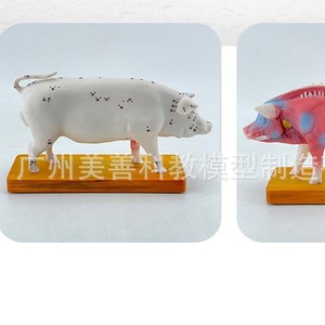 Modèle anatomique de porc, modèle d'acupuncture porcine, modèle d'anatomie animale, modèle de points d'acupuncture animale, aides pédagogiques vétérinaires - Product Image 1