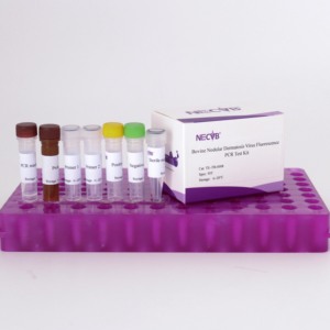 LSDV PCR <strong>Kit</strong> for Cattle - TaqMan Probe Real-Time Fluorescent Detection 50T/Box - Product Image 1