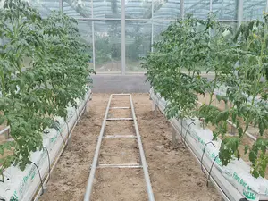 Glass Greenhouse Used Agricultural/Commercial Greenhouse With Hydroponic Grow System Greenhouse