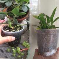 Grosir Pabrik Perlengkapan Kebun Murah Pot Anggrek Transparan Pot Tanaman Plastik Transparan Penanam Bibit Penyemai Benih Bunga