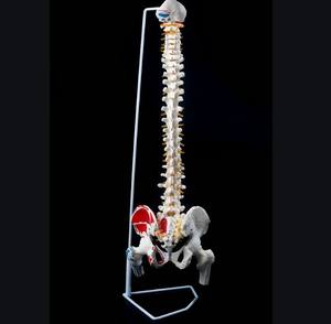 <span class=keywords><strong>Esqueleto</strong></span> de plástico para uso médico, modelo de columna anatómica, modelo de exhibición hospitalaria, para ciencia médica, modelos educativos, YL-126C - Product Image 5