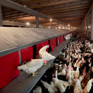 2023 Poultry Farming Hen Egg Chicken Laying Nest Automatic <strong>Cage</strong> for Sale - Product Image 2