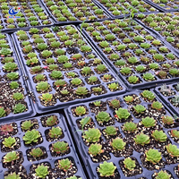Plateau de semis multifonctionnel, plateau de pépinière pour la plantation de fleurs et de légumes et la gestion des semis
