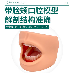 Modelo avanzado de higiene bucal (con mejillas) Modelo de higiene bucal, modelo de cuidado dental - Product Image 4