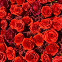 NINI Vente en gros de roses artificielles en soie rouges pour mur de fond de scène de mariage, demande en mariage, événement nuptial, décoration romantique et écologique