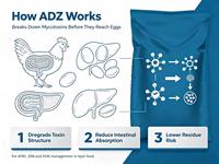 Enzyme dégradante de mycotoxines, additif alimentaire pour volailles, améliore la qualité des coquilles d'œufs, prolonge la période de ponte maximale, alimentation pour poules pondeuses