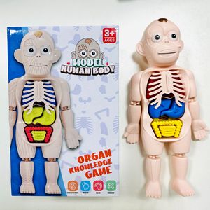 Modè<span class=keywords><strong>le</strong></span> d'organes du <span class=keywords><strong>corps</strong></span> <span class=keywords><strong>humain</strong></span>, puzzle à assembler soi-même pour enfants, style homme-aïeule, anatomie médicale, jouets STEM, outil d'enseignement précoce pour enfants - Product Image 1