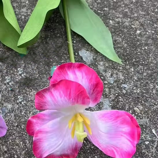 1# Rosa, B3 grande fiore a mano tulipano polvere profonda