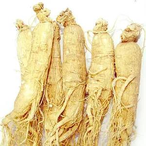 Chinesische kräuter gesunde getrocknete Pflanzen trockene Ginseng-Wurzeln