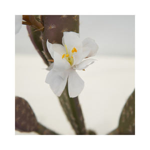 Commercio all'ingrosso di piccoli <span class=keywords><strong>cactus</strong></span> <span class=keywords><strong>artificiali</strong></span> con fiori bianchi in plastica in vaso succulenta pianta da tavola per interni esterni scrivania arredamento - Product Image 3